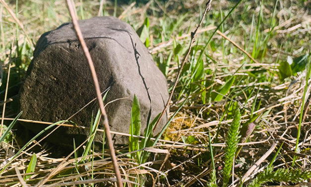 Mother Earth Sanctuary: Sustainable Community Development